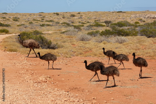 Schilderij op canvas Australia wild Emus in wild Outback, Western Australia