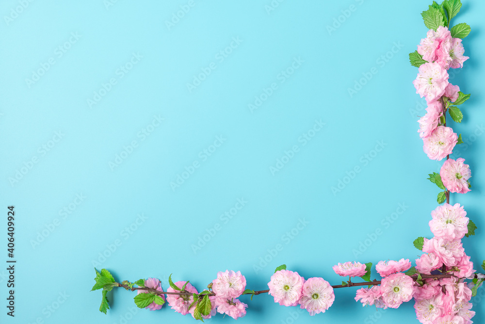 Spring pink cherry blossom branches on blue background. Flat lay. Top view. Holiday or wedding layou