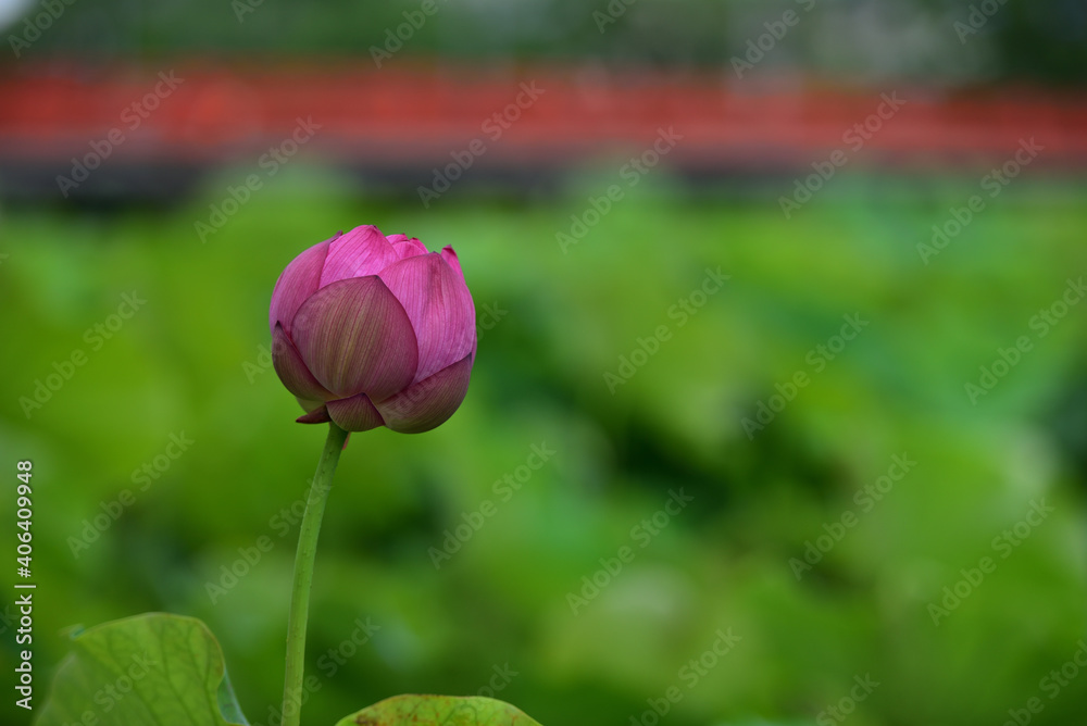 咲き誇る蓮の花