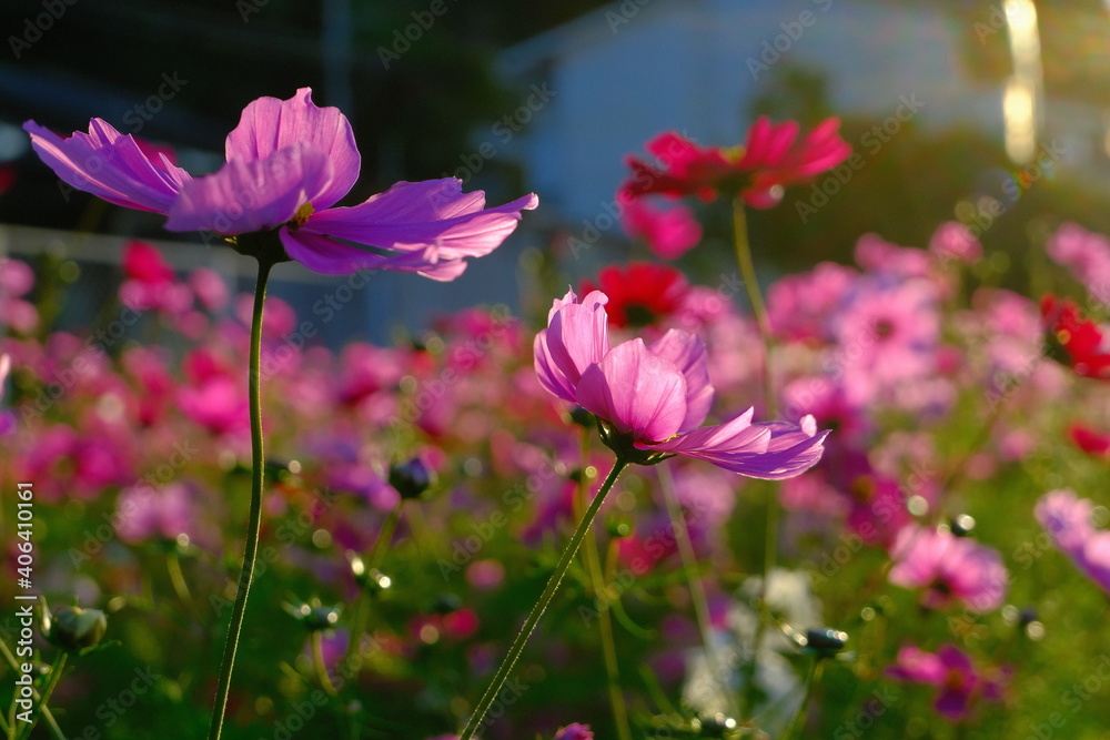 花 花