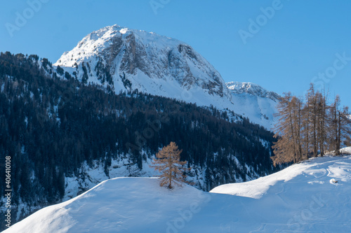 Winterlandschaft mit Lärchen in den Schweizer Alpen