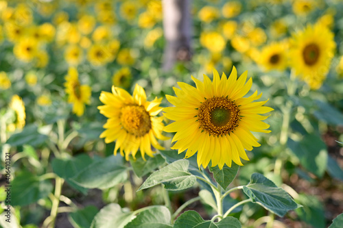 Fresh Sunflower blooming in the morning sun shine with nature background in the garden  Thailand.
