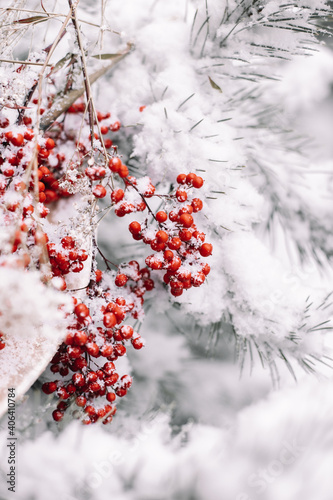 Red berries inside of a snowy tree