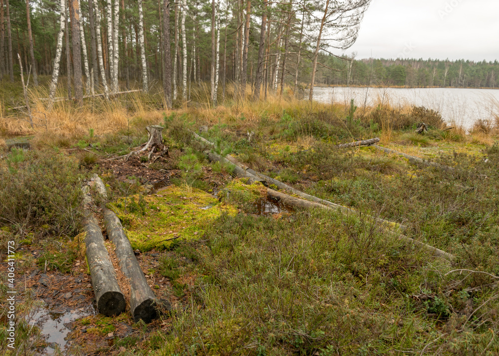 old tree trunks across a ditch, swampy forest background, the land is covered with bog-specific plants, swamp old tree trunks across a ditch, swampy forest background, the land is covered with bog-specific plants, swamp