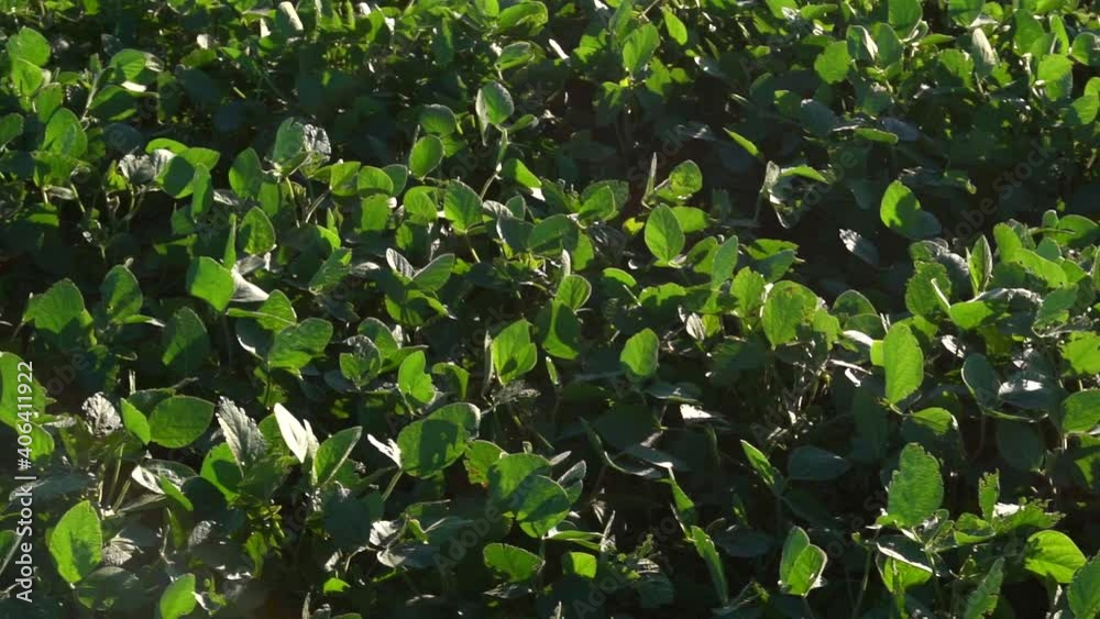 High angle slow motion pan right to left of soy leaves in a sown field High angle slow motion pan right to left of soy leaves in a sown field