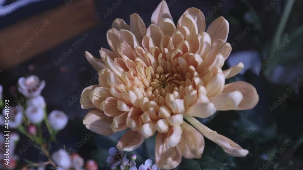 sliding shot of a flower bud, close up of chrysathenum flower sliding shot of a flower bud, close up of chrysathenum flower