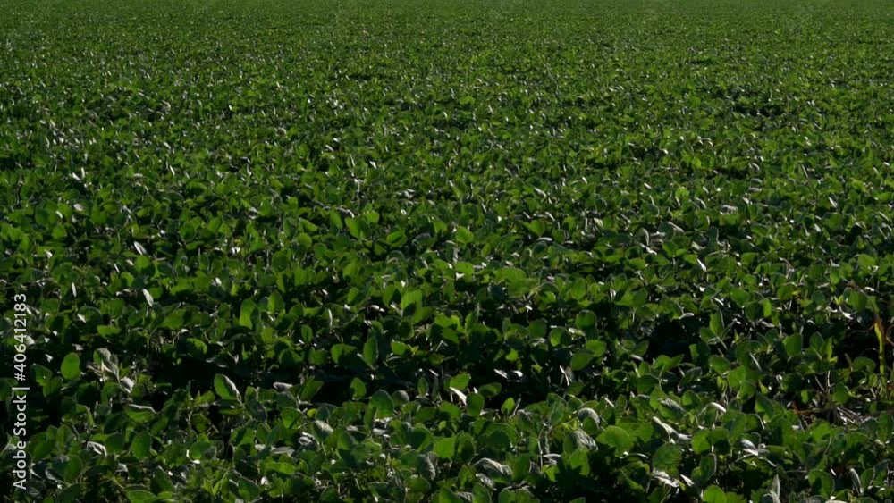 Wide shot of a soy sown field on a windy summer afternoon. Slow motion. Wide shot of a soy sown field on a windy summer afternoon. Slow motion.