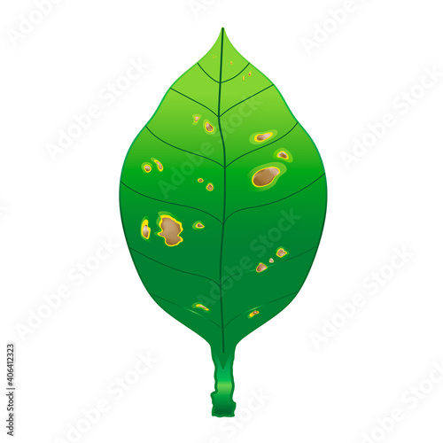 green leaf are damaged by fungi pathogen (Blight disease) and the outer layer of plant is sunken, dry and withered.