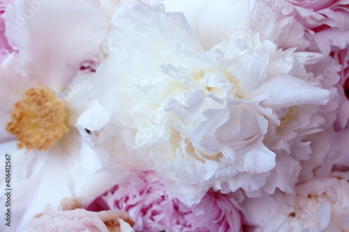 beautiful pink and white peony flowers © Iveta