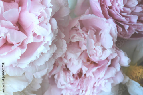 Fototapeta Naklejka Na Ścianę i Meble -  beautiful pink and white peony flowers
