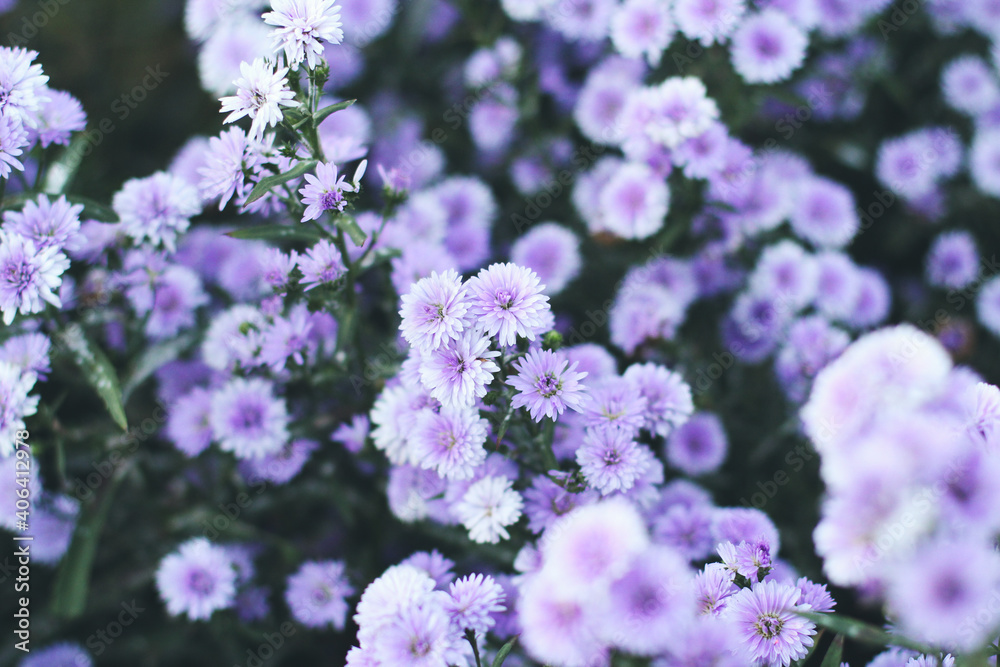 Branch of purple flowers
