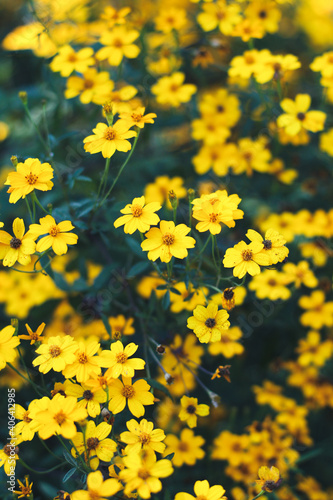 Branch of yellow daisy flowers