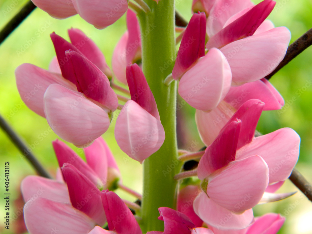Obraz premium Pink lupine