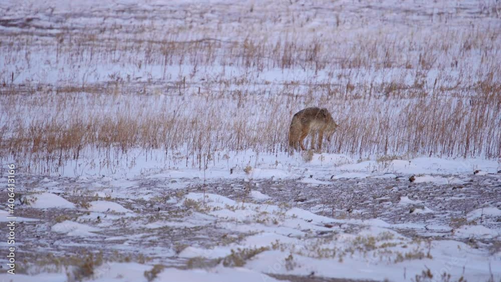 Coyote in a snow covered open field Coyote in a snow covered open field