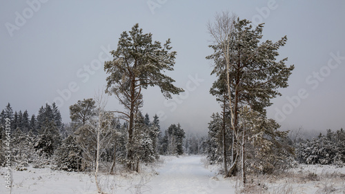 Wallpaper Mural Weg durch eine Winterlandschaft Torontodigital.ca