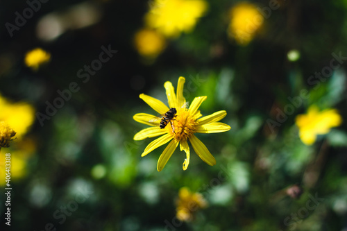 Quadro su tela Yellow daisy flowers and bee hold on the flowers