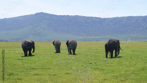 Elephant family at the bottom of Ngorongoro Crater  Tanzania.