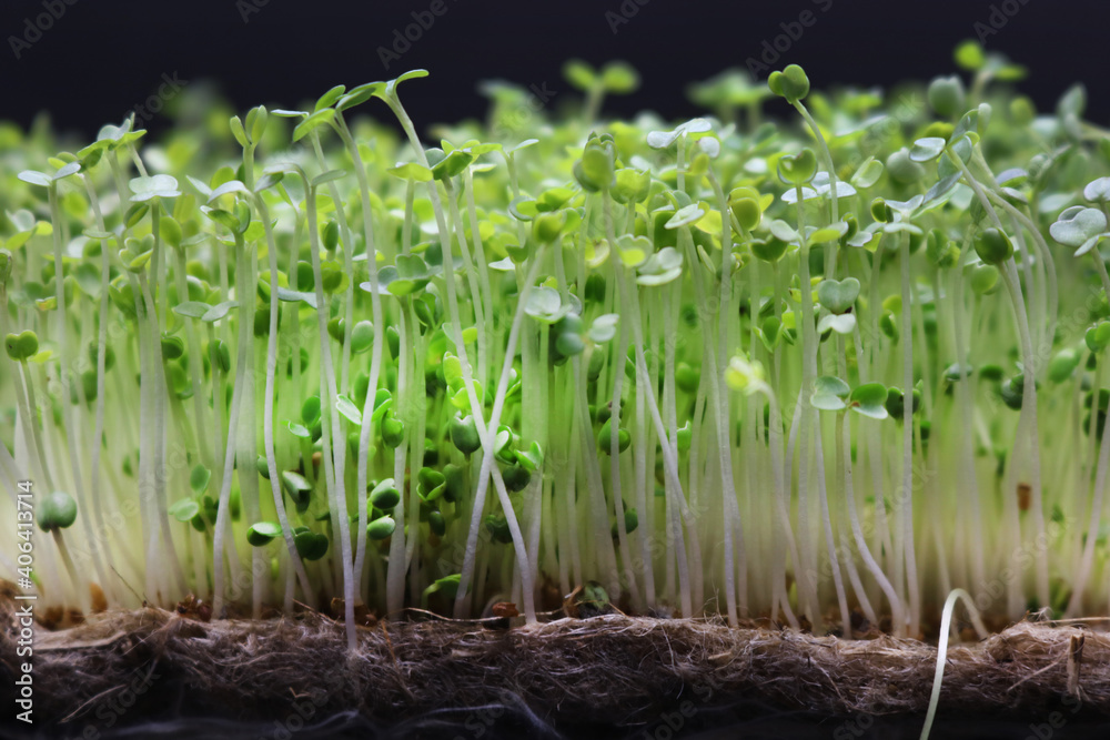 Obraz premium Microgreens grow on a linen rug. Green sprouts of alfalfa on a black background. Selective focus. Close-up. Healthy eating.