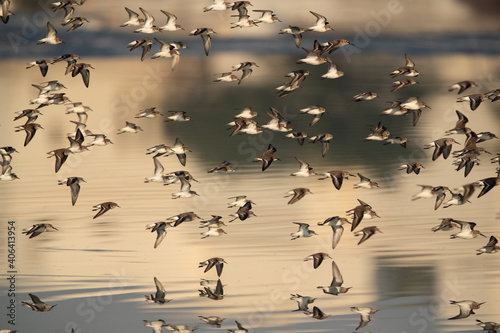 A flock of Little Stints flying at Tubli bay during low tide with reflection on water, Bahrain