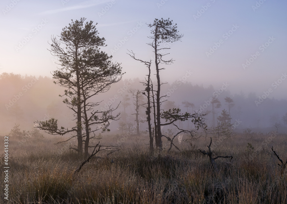 misty mire landscape with swamp pines and traditional mire vegetation, fuzzy background, fog in bog, twilight misty mire landscape with swamp pines and traditional mire vegetation, fuzzy background, fog in bog, twilight