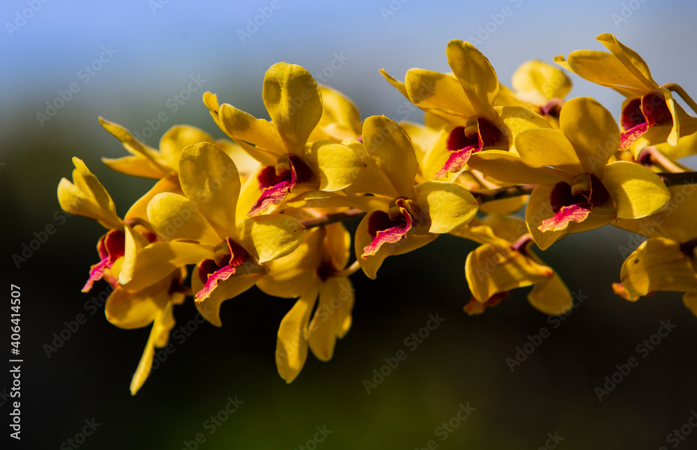 Fototapeta premium yellow orchid in the garden