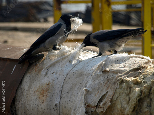 Hooded crows (Corvus corone) photo