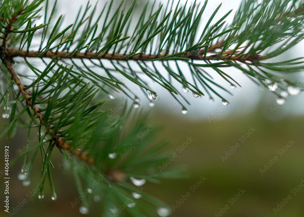 wet pine needles, rain drops fallen into needles, blurred background, rainy weather wet pine needles, rain drops fallen into needles, blurred background, rainy weather