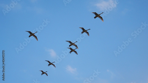 並んで飛ぶコハクチョウの群れ © yumiko
