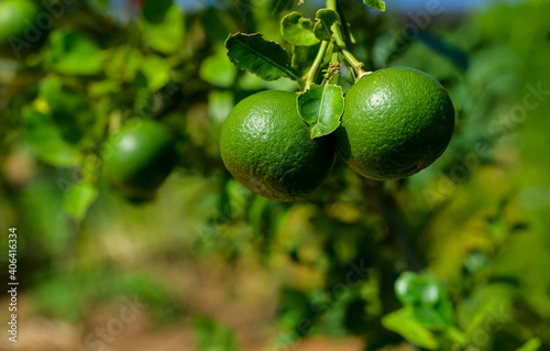 Green lemon on the tree