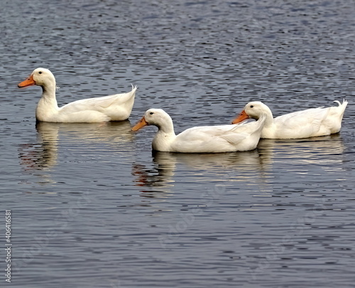 Three Domestic duck floating in the pond.