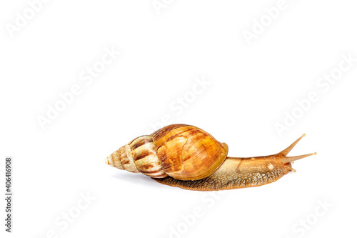 Snail was crawling forward. isolated on white background