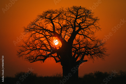 Принти на полотні Baobab tree on a beautiful African sunset