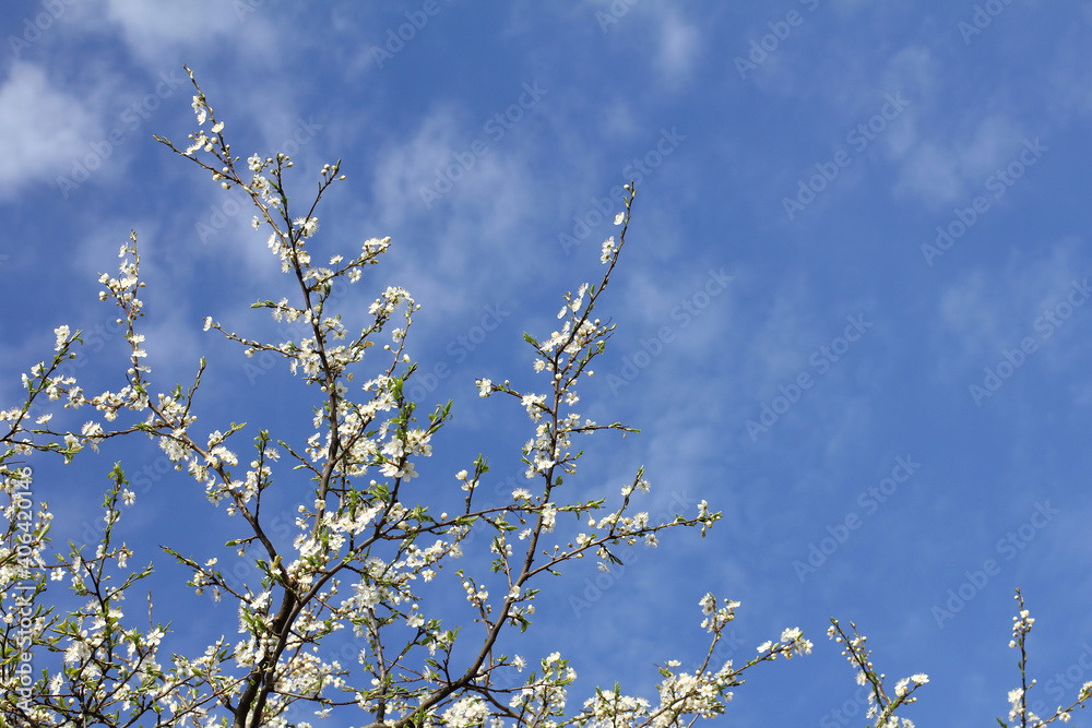 many white flowers on the branches of a blooming cherry, against a blue sky. the beauty of springtime