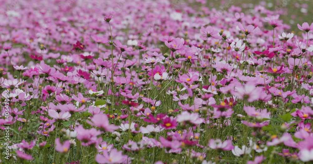 Cosmos flower garden farm meadow