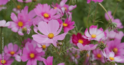 Beautiful cosmos flower garden farm