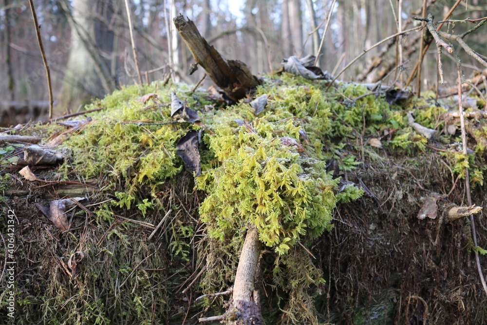 Obraz premium frozen moss on a tree. the frost on the plants