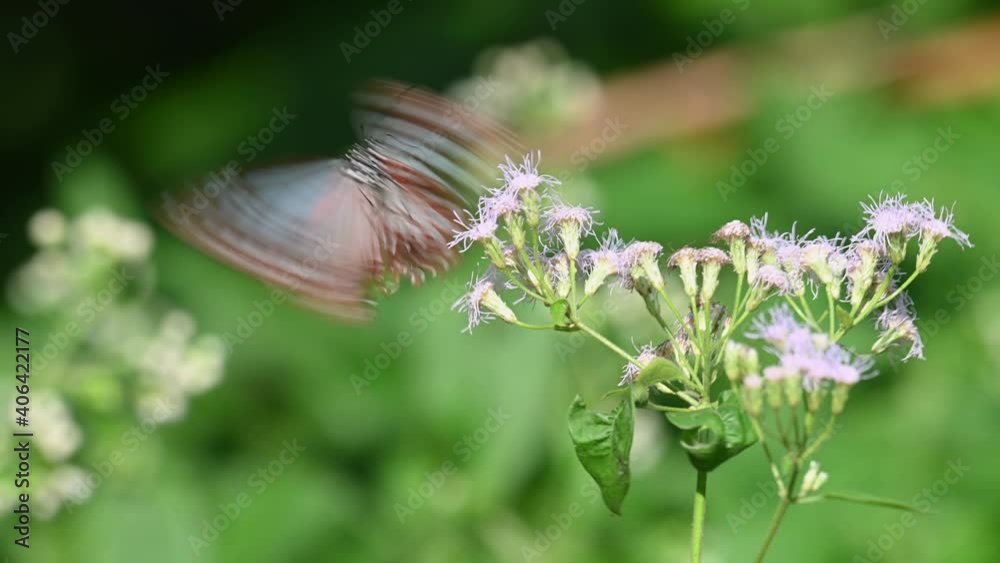Dark Blue Glassy Tiger, Ideopsis vulgaris macrina, Butterfly, Kaeng Krachan National Park, Thailand, 4K Footage; seen on the left side of the flowers drinking nectar then flies away, windy afternoon. Dark Blue Glassy Tiger, Ideopsis vulgaris macrina, Butterfly, Kaeng Krachan National Park, Thailand, 4K Footage; seen on the left side of the flowers drinking nectar then flies away, windy afternoon.
