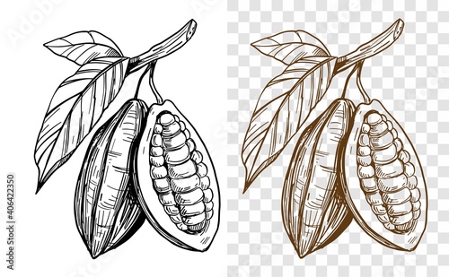 Cocoa bean. Cacao.Hand drawn black outlin on transparent background. Vector illustration