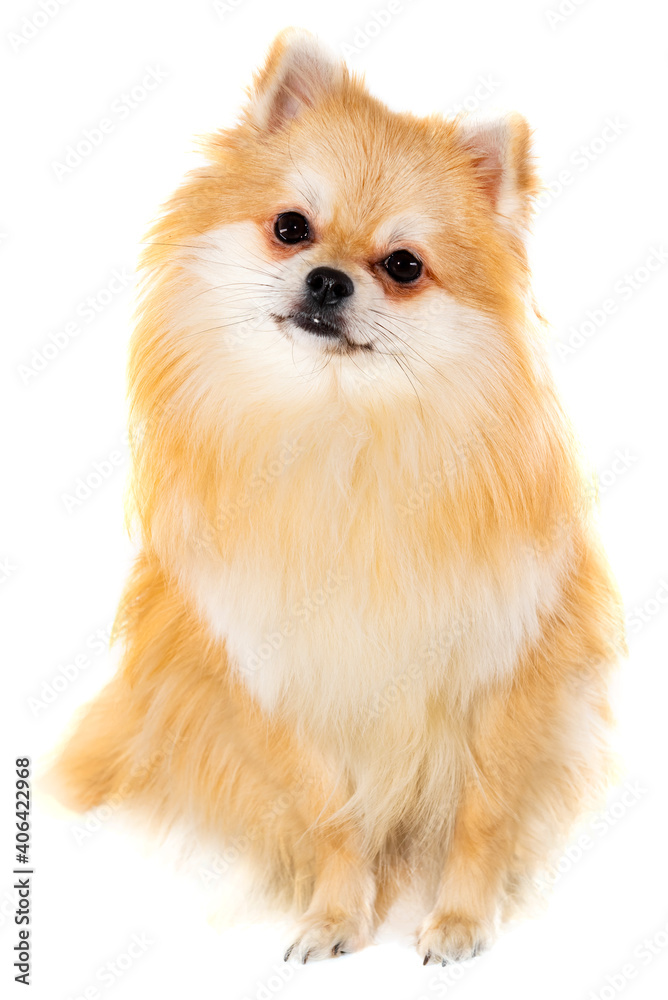 Pomeranian on a white background close-up. A dog. Pomeranian isolate