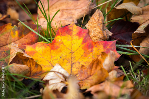 autumn leaves in the grass