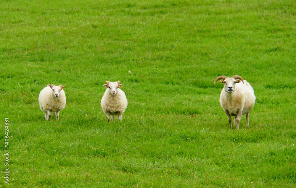 White goats on a green field in Iceland White goats on a green field in Iceland