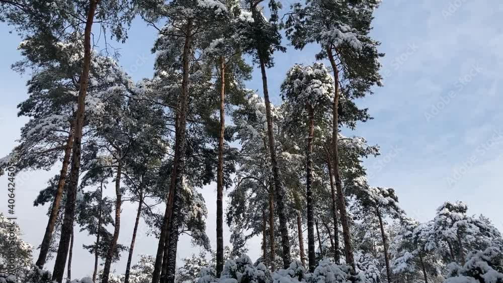 Pine trees covered with snow, sunny winter day Pine trees covered with snow, sunny winter day