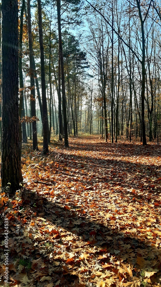 Obraz premium Jesienny las