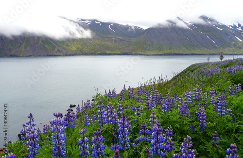 Beautiful blue lupine flowers overlooking of a lake near Siglufjordur, Iceland