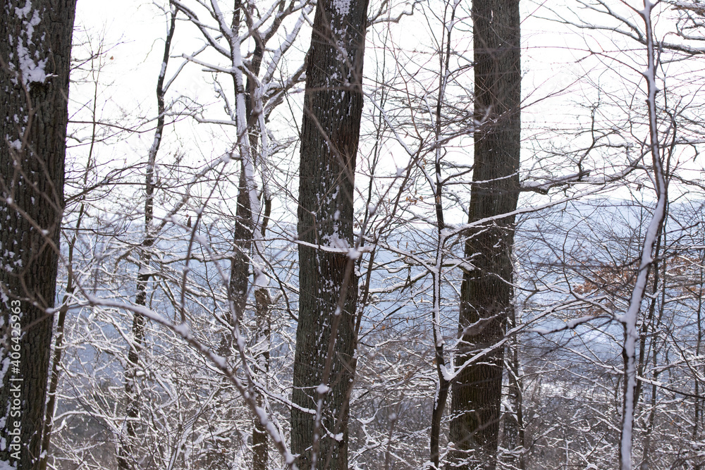 Fototapeta premium Beautiful trees in a forest in Vienna, Austria
