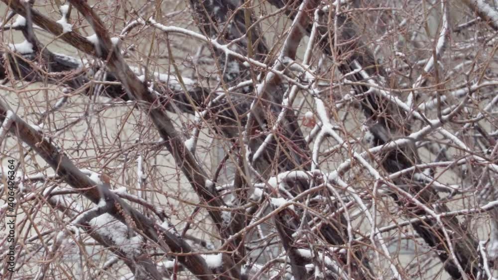 Snow falling on bare tree branches, heavily swinging from wind. Day view of bad weather snowfall covering with white flakes brown naked tree arms. Snow falling on bare tree branches, heavily swinging from wind. Day view of bad weather snowfall covering with white flakes brown naked tree arms.