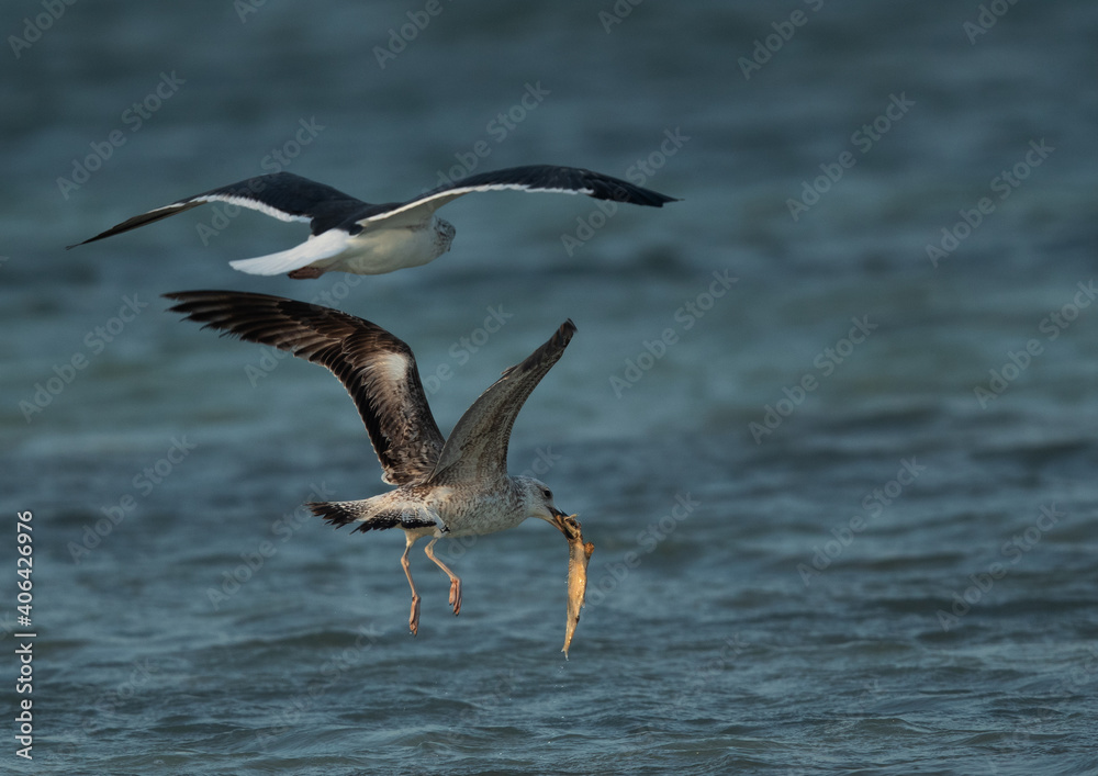 Lesser Black-backed Gull chasing other to take the fish at Busaiteen coast, Bahrain