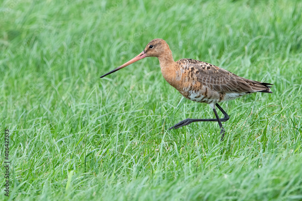 Black tailed Godwit protecting their chicks in meadow en the Netherlands. Black tailed Godwit protecting their chicks in meadow en the Netherlands.