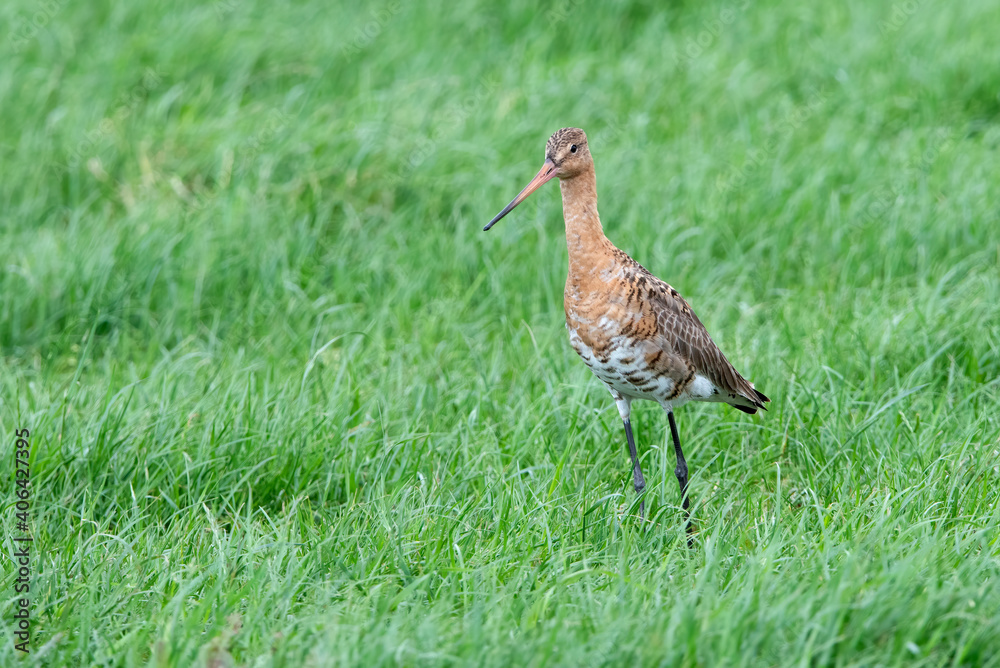 Black tailed Godwit protecting their chicks in meadow en the Netherlands.