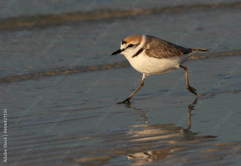 Kentish Plover in the morning at Busaiteen beach, Bahrain